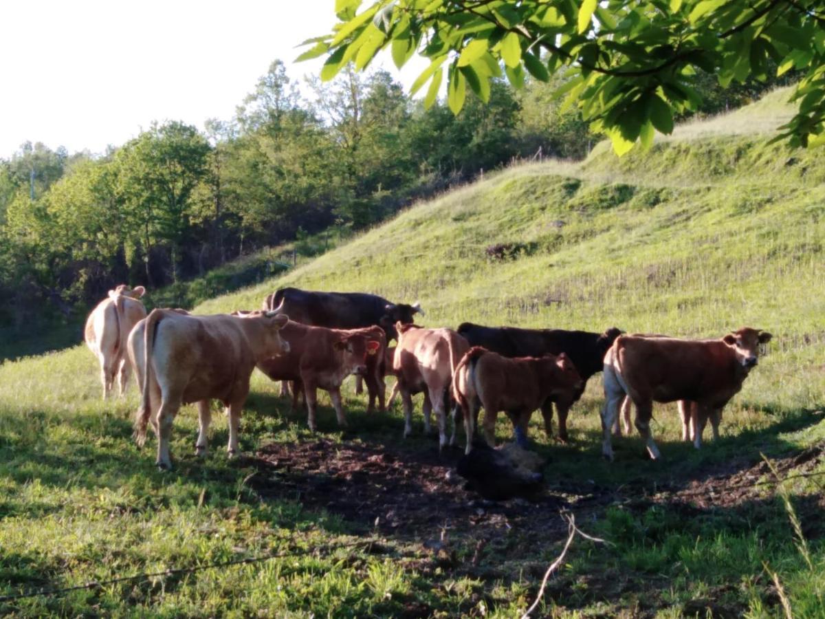 028 - Agriturismo "Il Boschetto" Con Piscina, Pace E Natura - Camera Familiare Cavizzano Eksteriør bilde